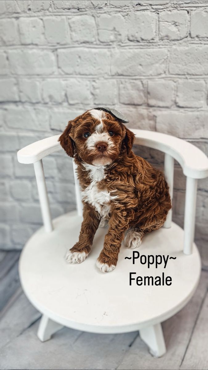AKC Mini/ Toy Poodles