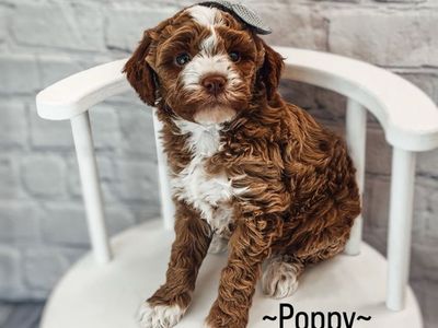 AKC Mini/ Toy Poodles