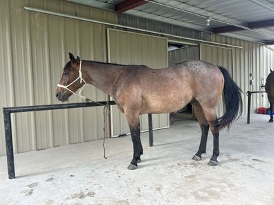Nice coming 3 year old AQHA bay roan gelding