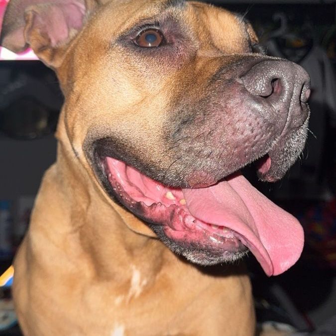 5-7ish year old pit mix