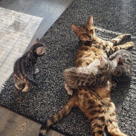 Valentine's Bengals TICA Registered Kittens