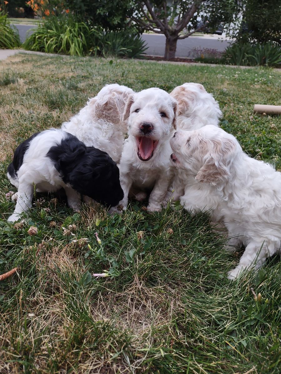 Poodle puppies