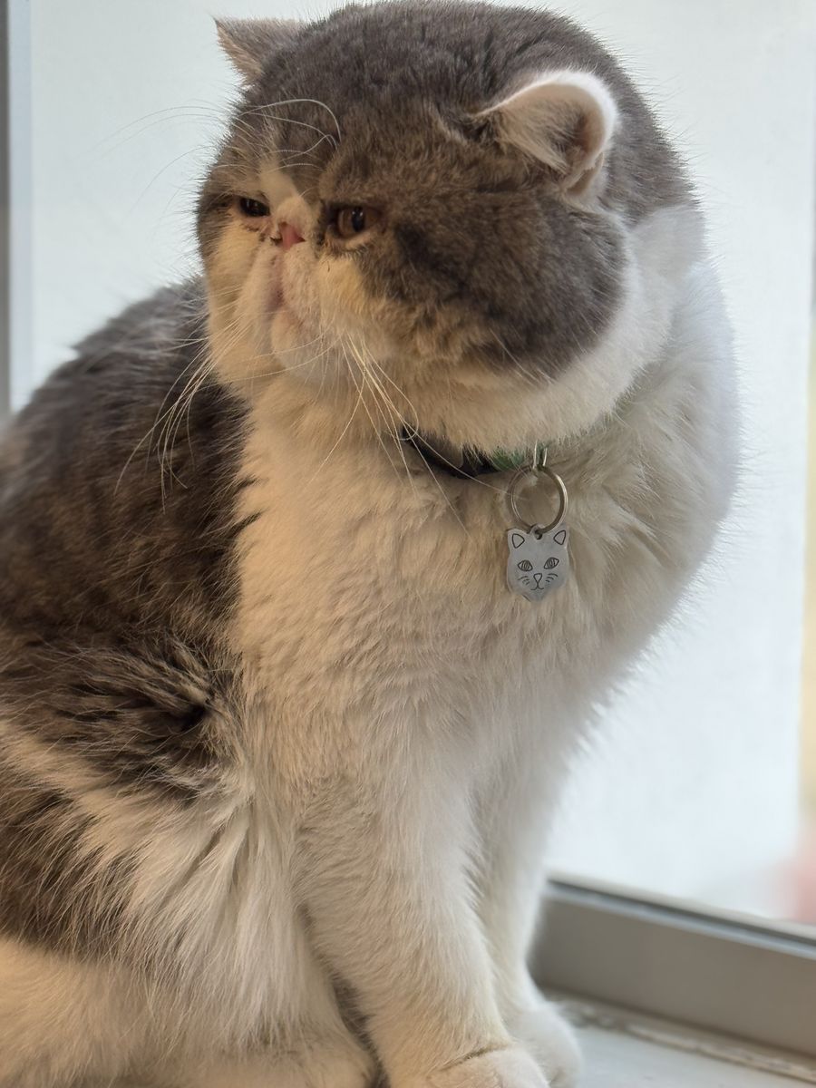 Cfa exotic shorthair