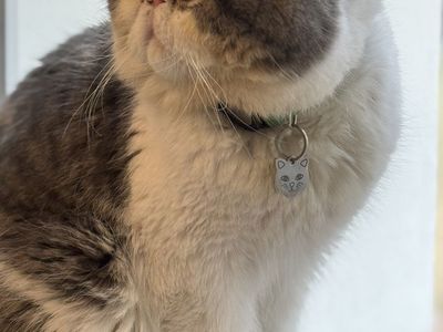Cfa exotic shorthair