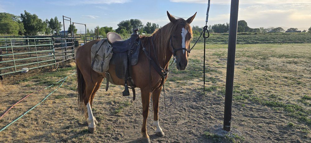 foxtrotter gelding