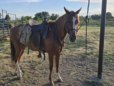 foxtrotter gelding