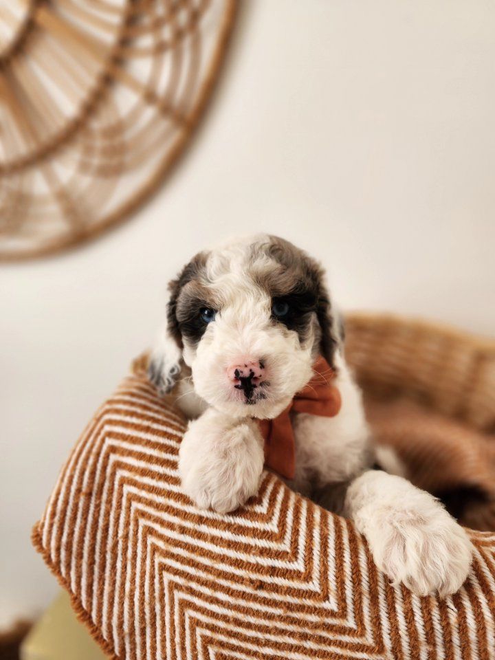 Mountain Sheepadoodle Puppies (Sheepadoodle x Bernedoodle)