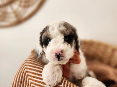 Mountain Sheepadoodle Puppies (Sheepadoodle x Bernedoodle)