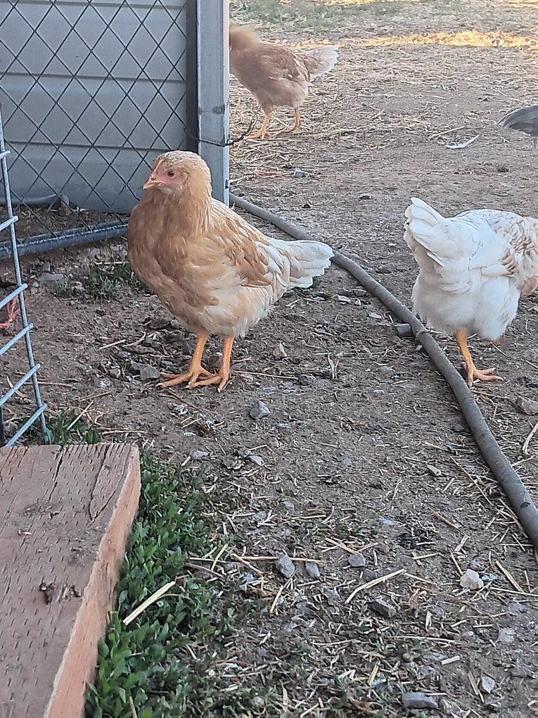 whiting true green hens
