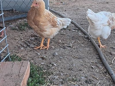 whiting true green hens
