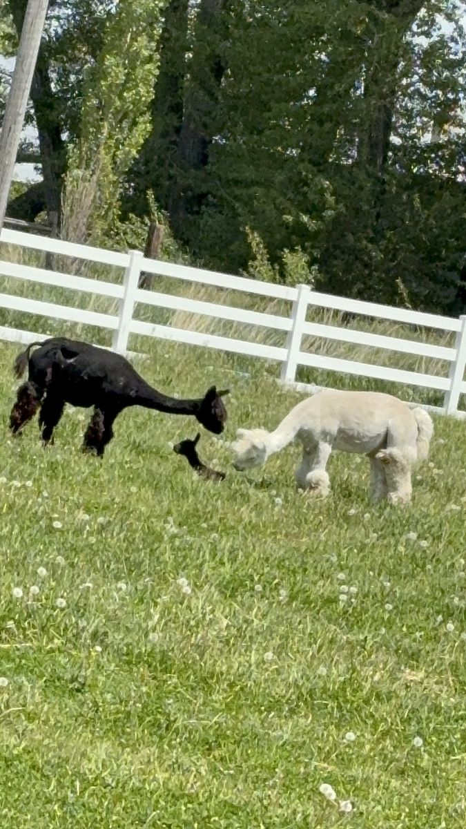Spunky little boy alpaca ready in October:)
