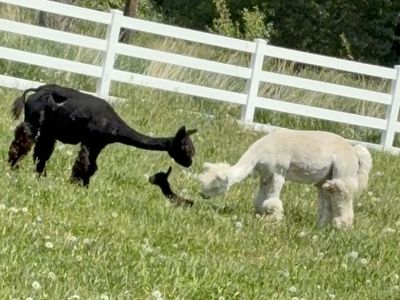 Spunky little boy alpaca ready in October:)