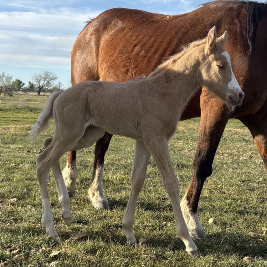 2026 Palomino Colt