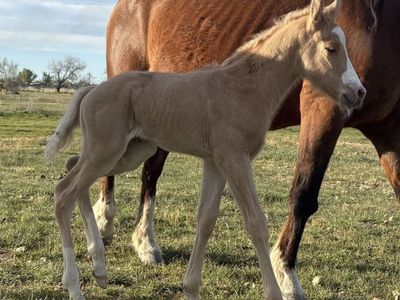 2026 Palomino Colt