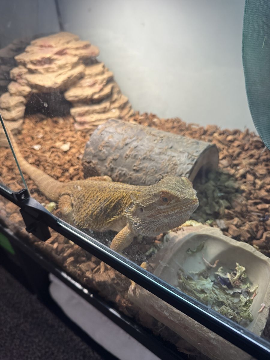 Beautiful Adult Bearded Dragon