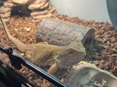 Beautiful Adult Bearded Dragon