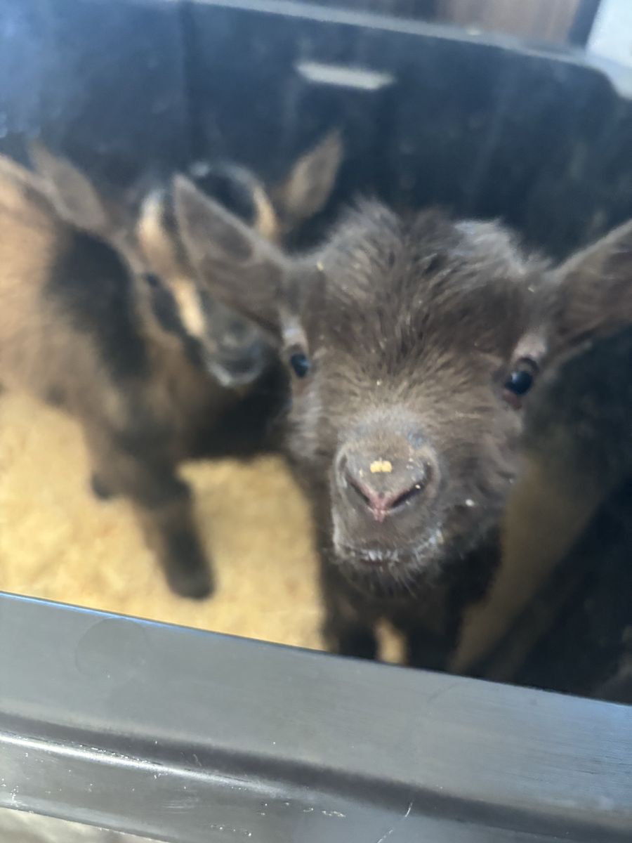 Nigerian Dwarf Bottle Babies