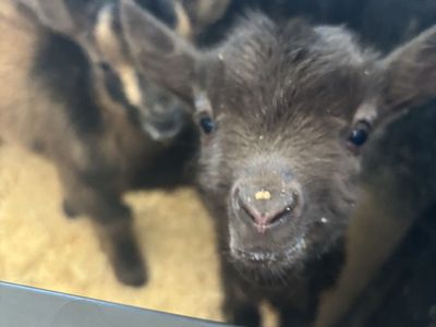 Nigerian Dwarf Bottle Babies