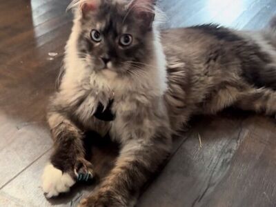 European Maine Coon Stud Service Polydac