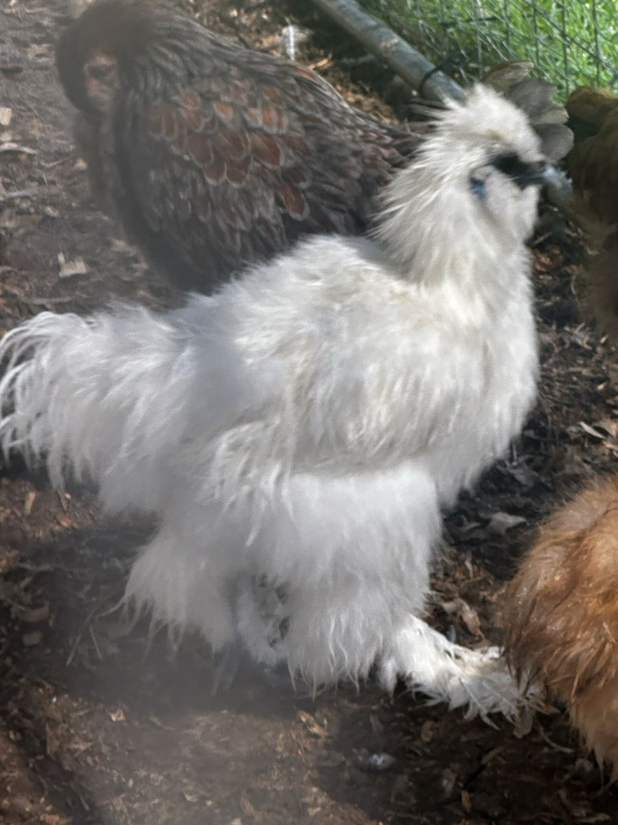 4 Month Old White Silkie Rooster Live Poultry