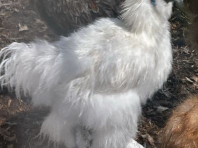 4 Month Old White Silkie Rooster Live Poultry