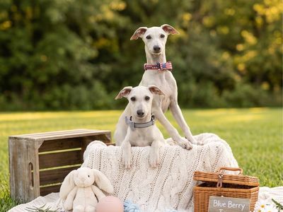 Italian Greyhound Puppies GOING FAST!! IGGIES