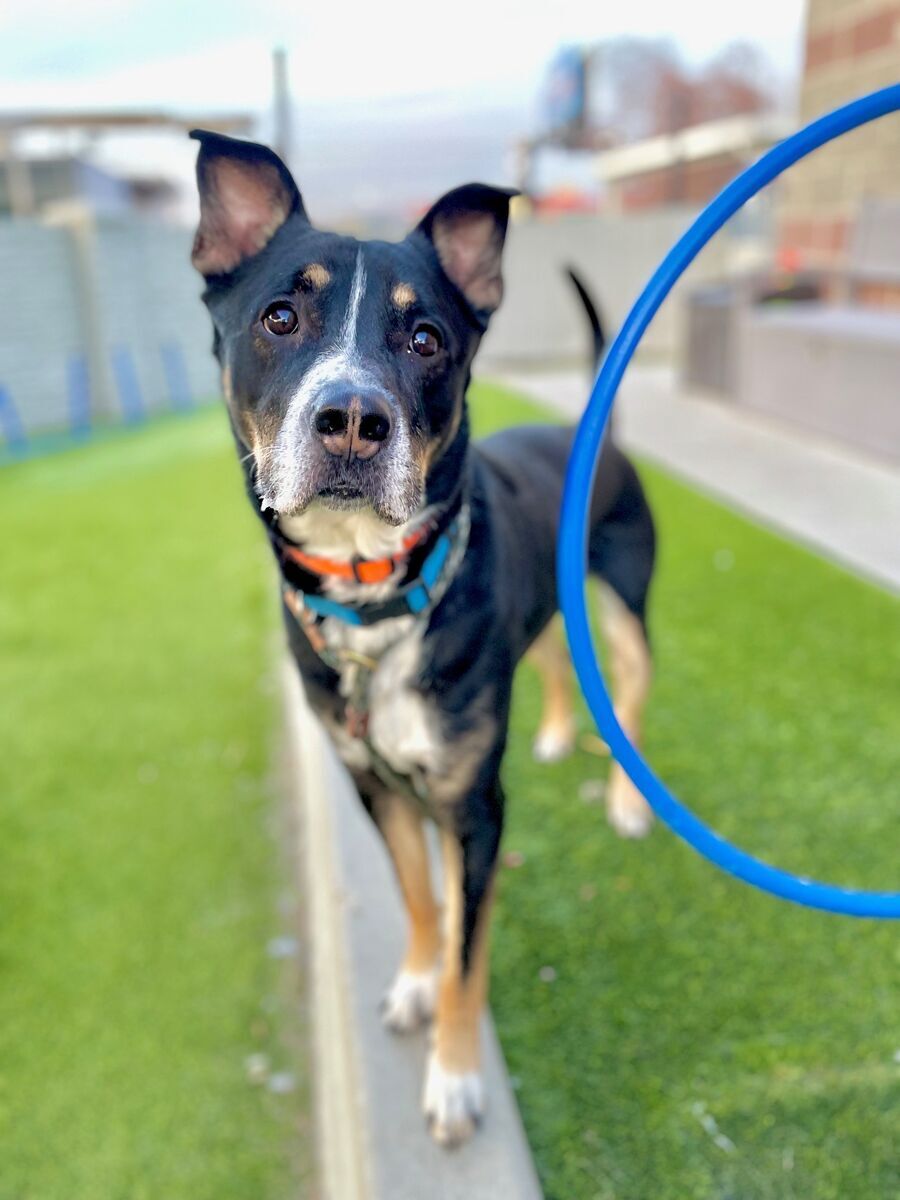 A159710 Lucky is Available for Adoption!