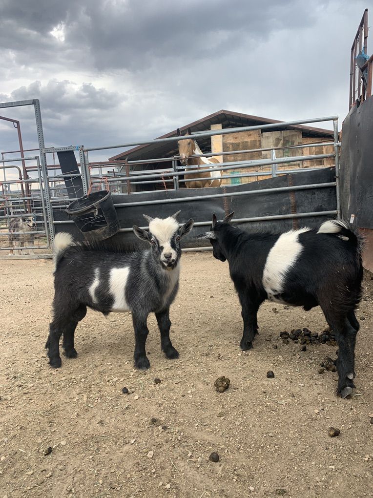Fainting Buck Goats