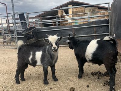 Fainting Buck Goats