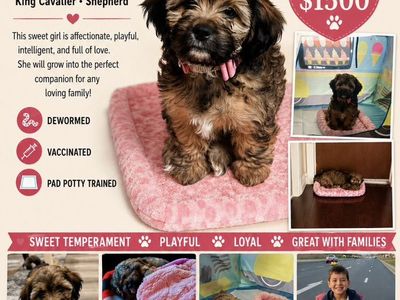 Llaso Apso - Poodle- King Cavalier- Shepherd Mix