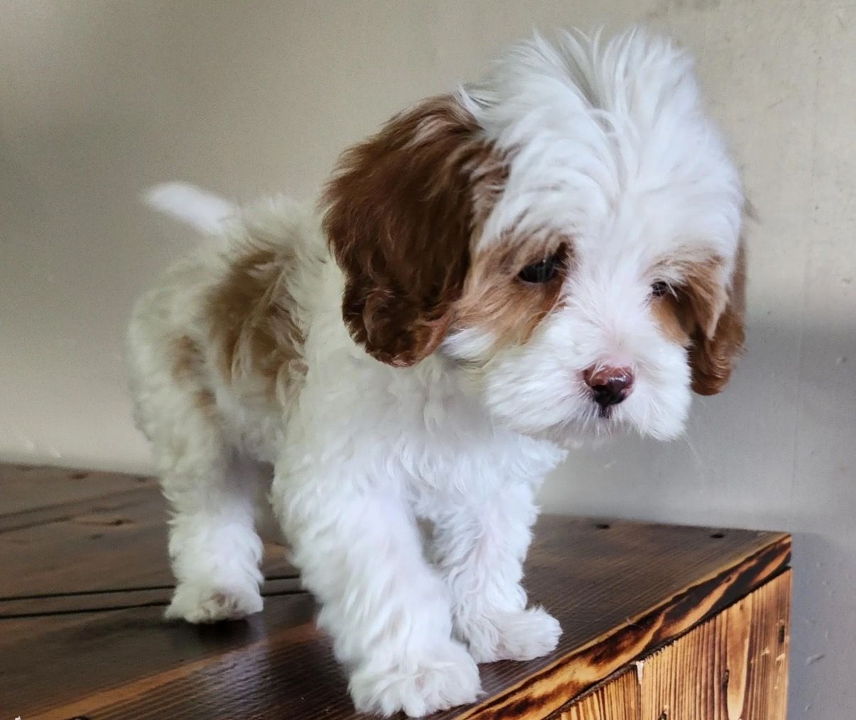 Bubbles, Tiny F2 Cavapoo boy