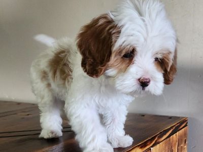 Bubbles, Tiny F2 Cavapoo boy