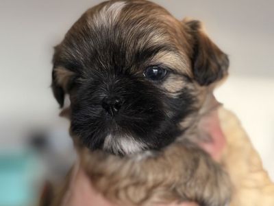 Shih Tzu Puppies