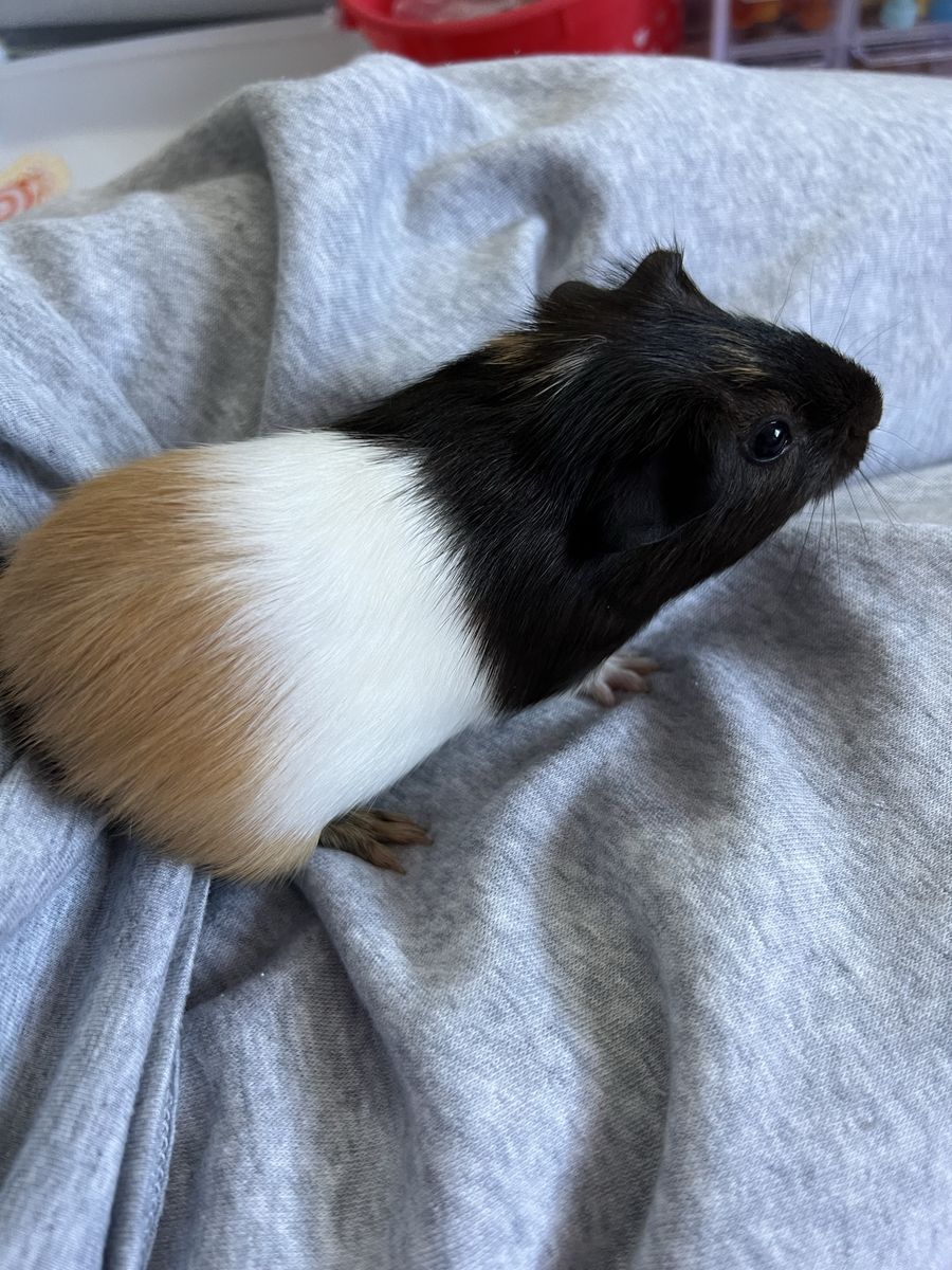 Baby guinea pigs