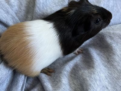Baby guinea pigs