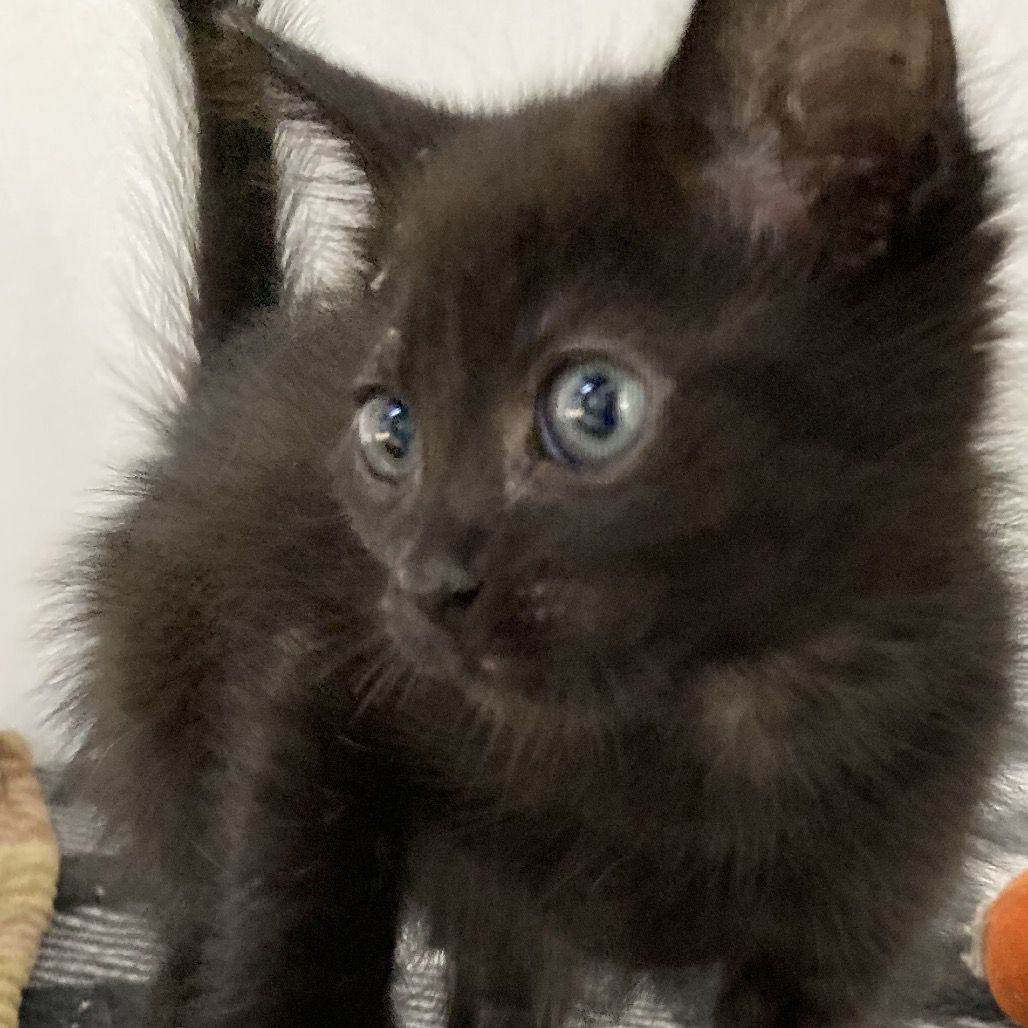 Hello my name is Nyx