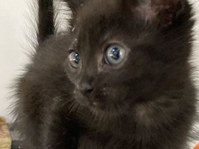 Hello my name is Nyx