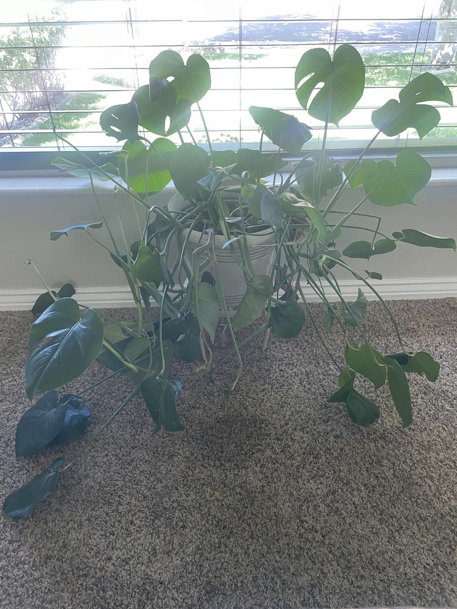 Monstera deliciosa