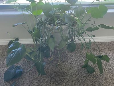 Monstera deliciosa