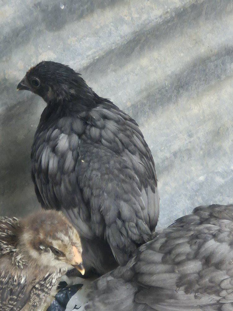 Steele Blue Novogen Pullets(Coop ready)