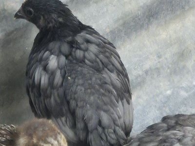 Steele Blue Novogen Pullets(Coop ready)