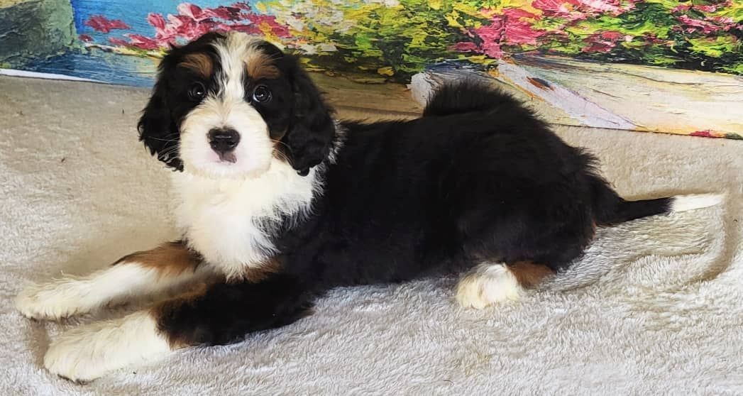 Standard Bernedoodle – Girl Daisy ($2400)