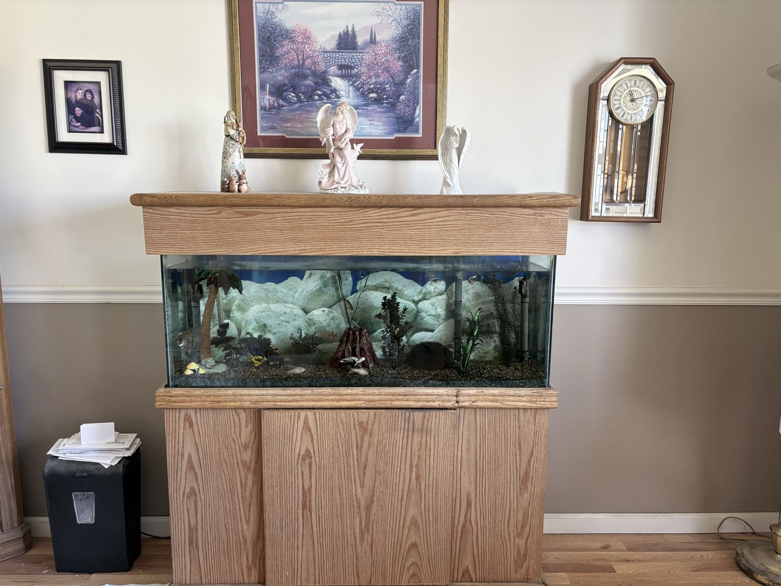 55 gal tank and fish