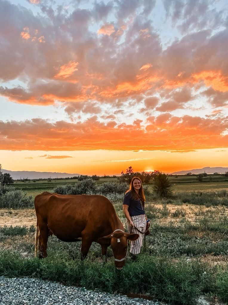 Dairy Cow + One on The Way