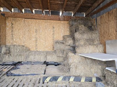 free cow hay (has mold)