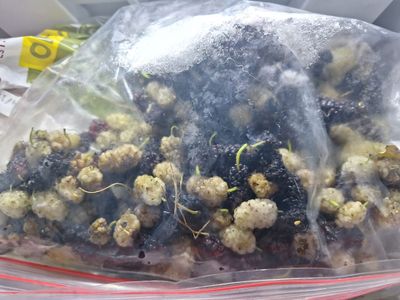 Native Utah Blue Elderberry cuttings in pots rootting plants