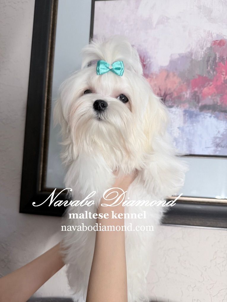 Maltese Puppy Boy! R Houston