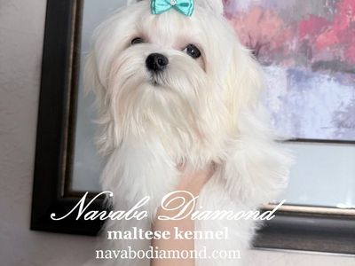 Maltese Puppy Boy! R Houston