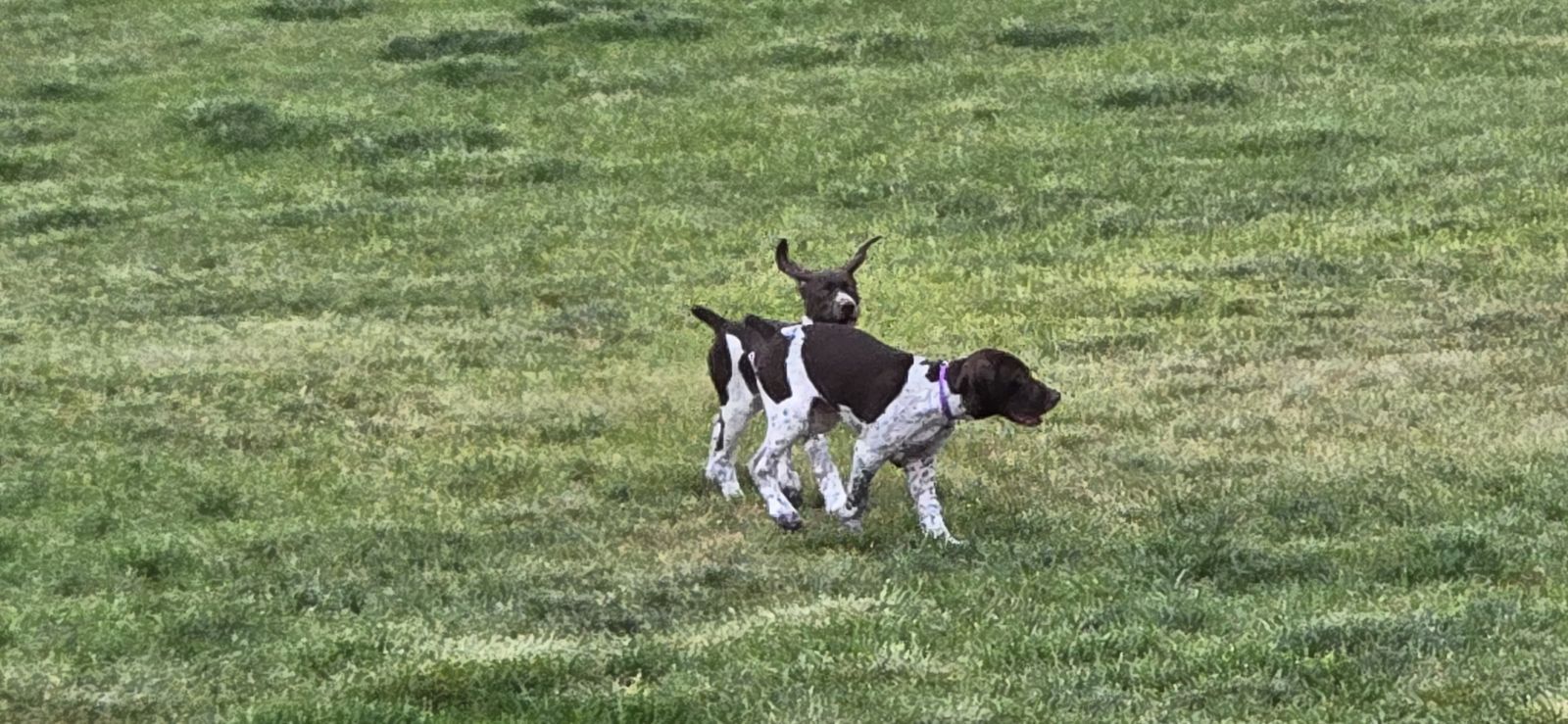 2 Beautiful AKC GSP Puppies for Sale to Right Families!