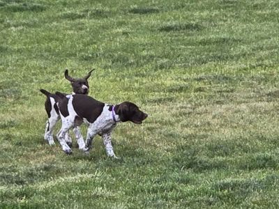 2 Beautiful AKC GSP Puppies for Sale to Right Families!
